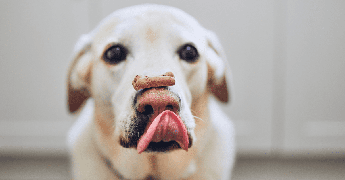 National Dog Biscuit Day with a biscuit on a dog's nose