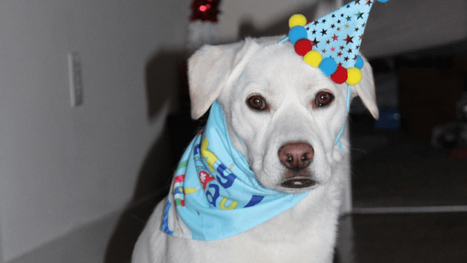 white pup with cystitis in dogs celebrating