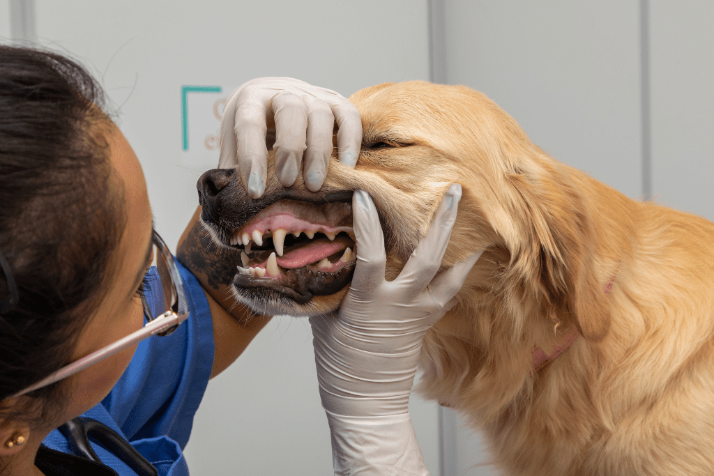 A photo of a veterinarian examining a golden retriever's mouth to illustrate bad dog breath. 