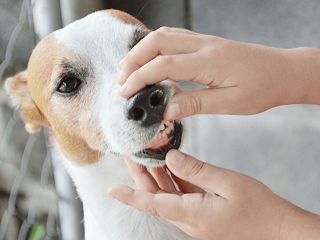 Kuva kahdesta kädestä, jotka tutkivat mustan ja ruskean koiran suuta edustaen koiran pahanhajuista hengitystä.