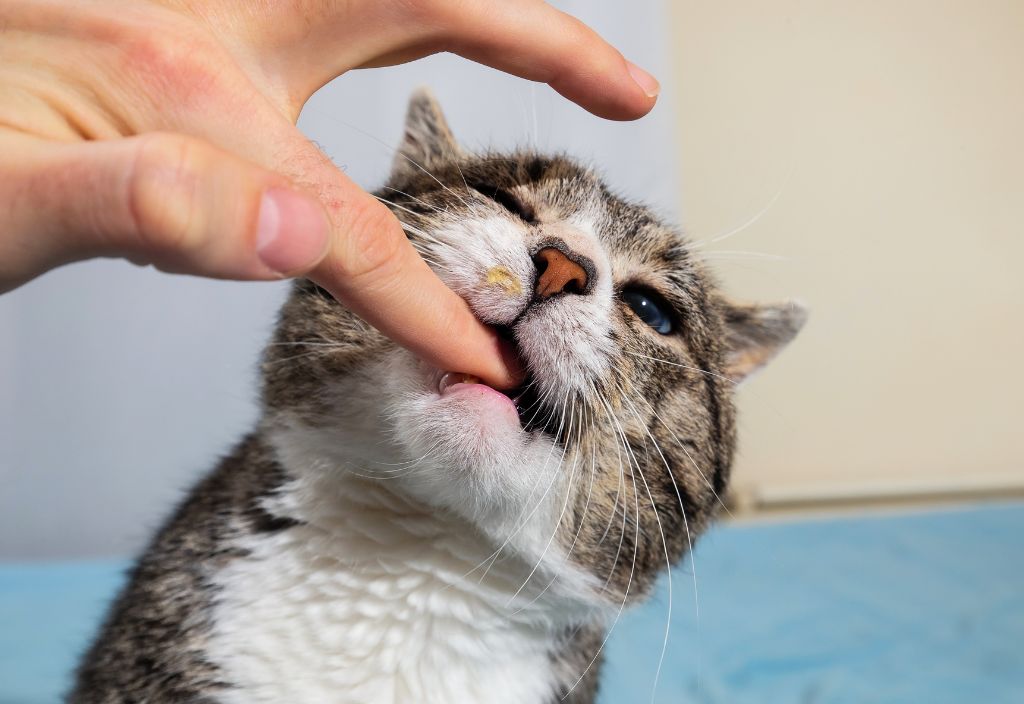 Photo of someone using their fingertips for dog and cat teeth cleaning. 