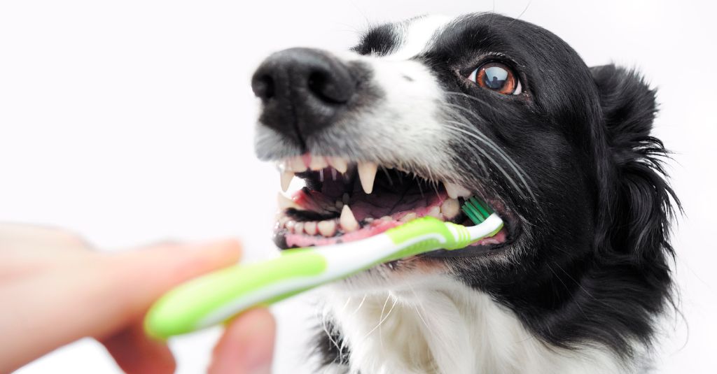 Photo of a hand holding a green toothbrush inside the mouth of a black and white dog to represent teeth brushing your pets at home.