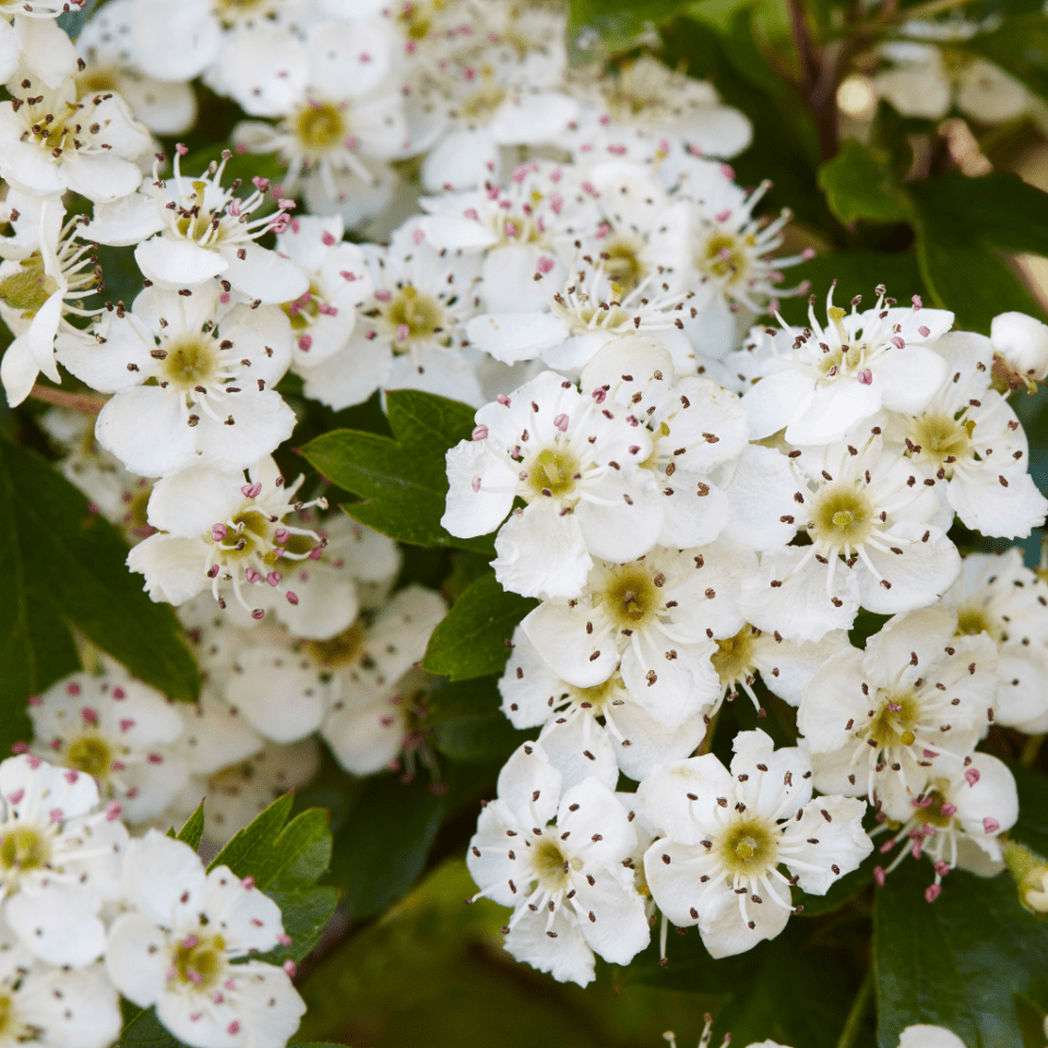 Healing Properties Of Hawthorn