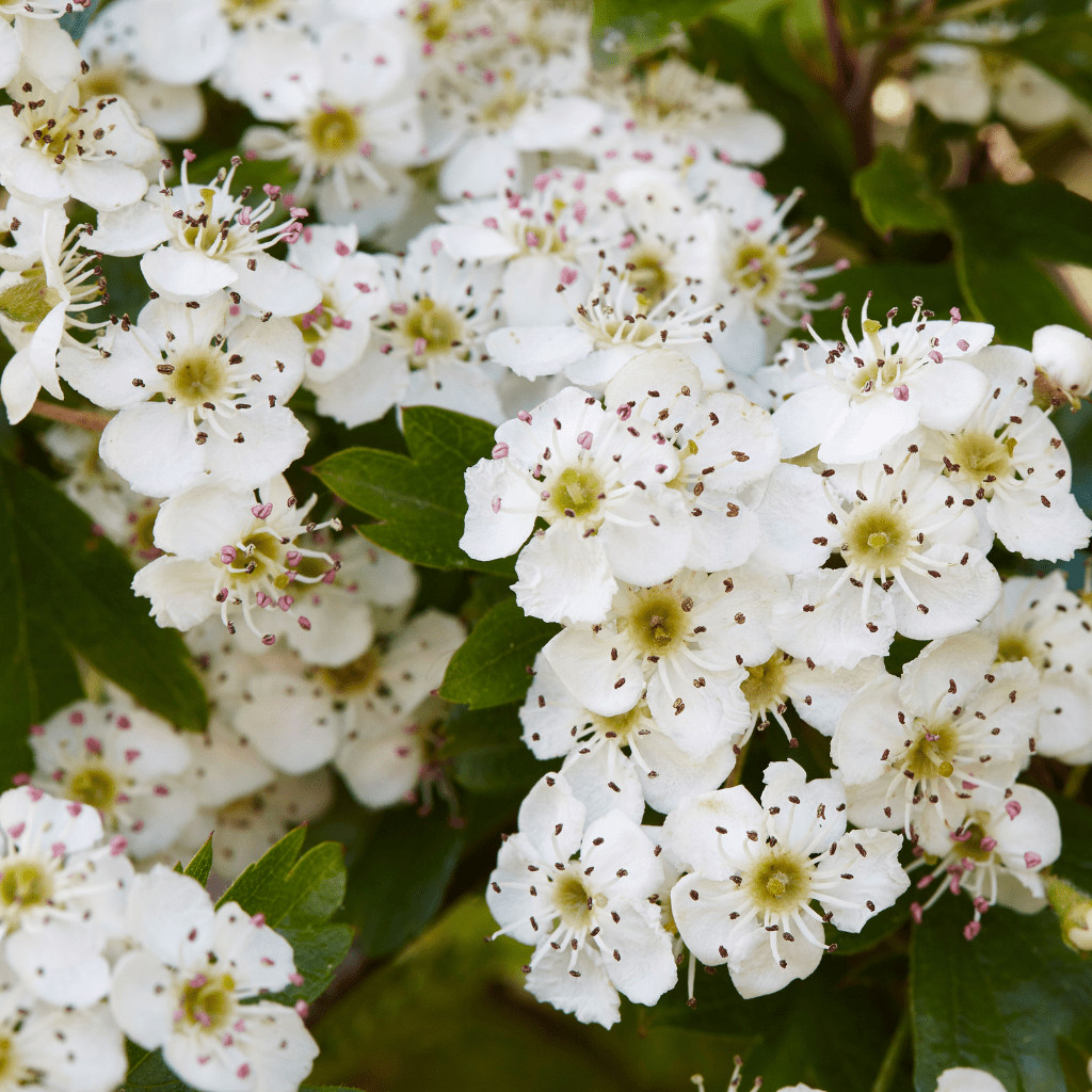 Image of a Hawthorn shrub fully bloomed with white flowers to illustrate the benefits of Hawthorn for dogs and cats.
