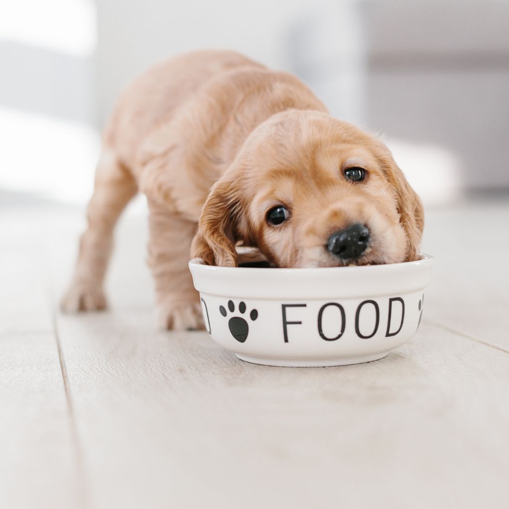 Photo of a baby golden retriever looking dog eating a bowl of food to illustrate a blog about puppy supplements. 