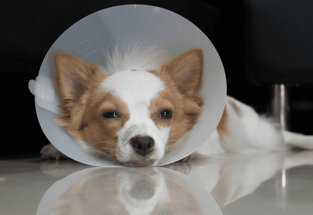 Image of a dog with an Elizabethan collar to illustrate dog spay recovery tips. 