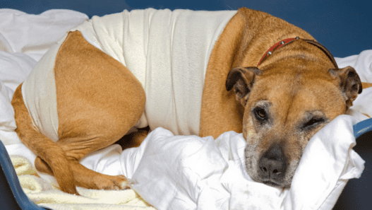 Image of a dog with a post-surgery bandage to represent the dog spay recovery process.