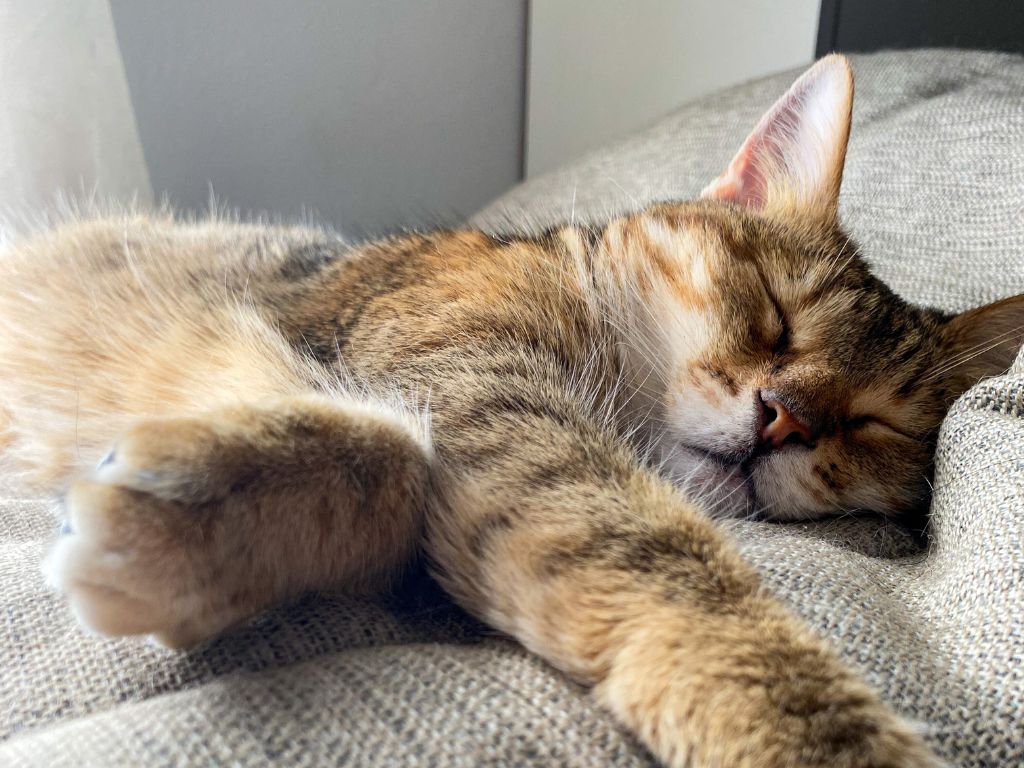 Foto de um gato deitado na cama, com uma aparência ruim, representando a inflamação do pâncreas do gato, também conhecida como pancreatite.