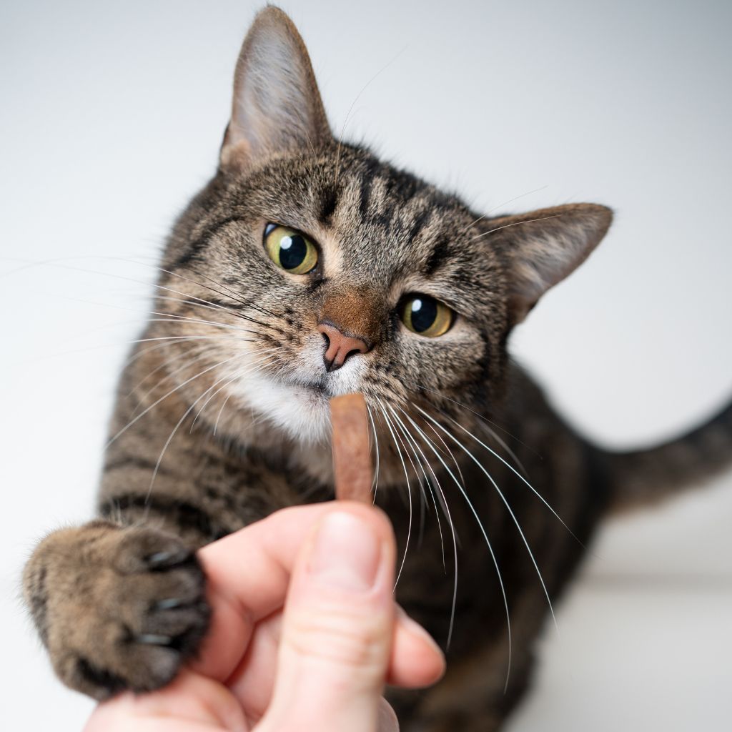 Photo of a tabby cat trying to grab a treat from a human's hand to represent what to feed a cat with pancreatitis.