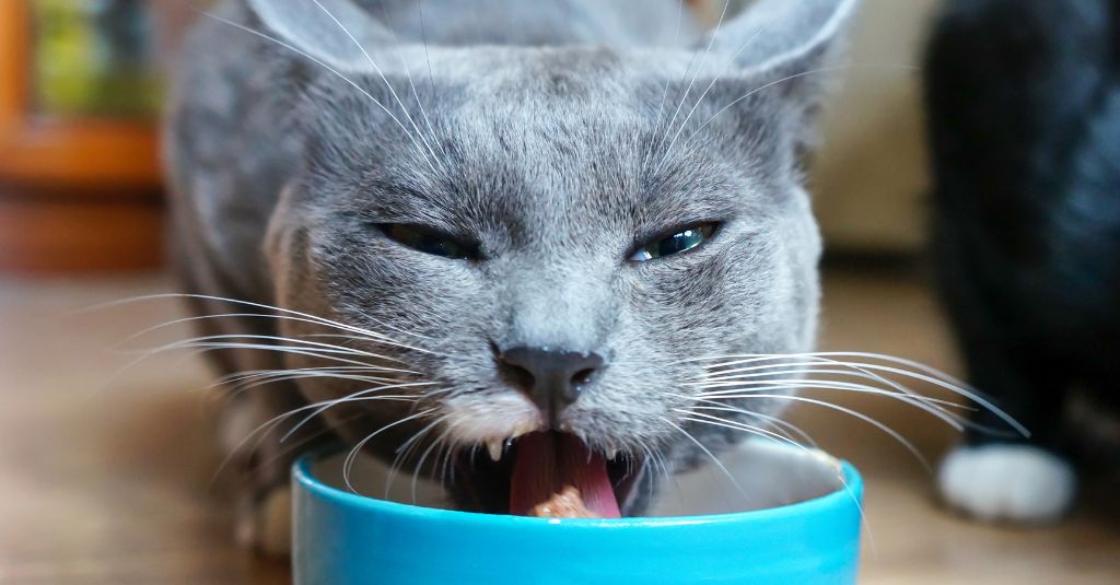 Photo of a gray cat eating from a blue bowl to illustrate what to feed a cat with pancreatitis.