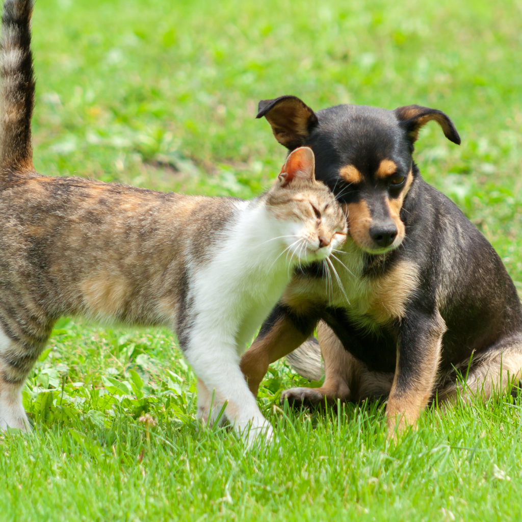 Photo of a dog and a cat in a park together to represent the Goat's Rue benefits for pets.