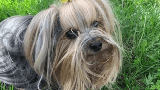 A Yorkshire terrier with a collapsed trachea in dogs in a garden with a yellow flower on her head.