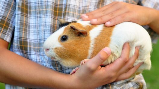 Photo of a white and caramel colored guinea pig being carried by a kid to illustrate a blog about guinea pig care guide