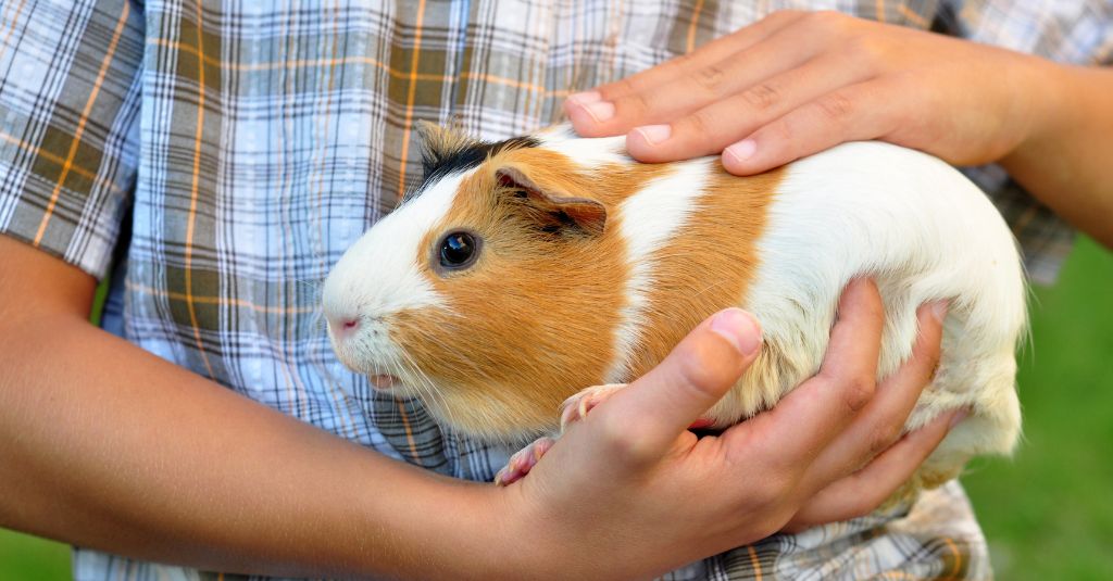 Photo of a white and caramel colored guinea pig being carried by a kid to illustrate a blog about guinea pig care guide