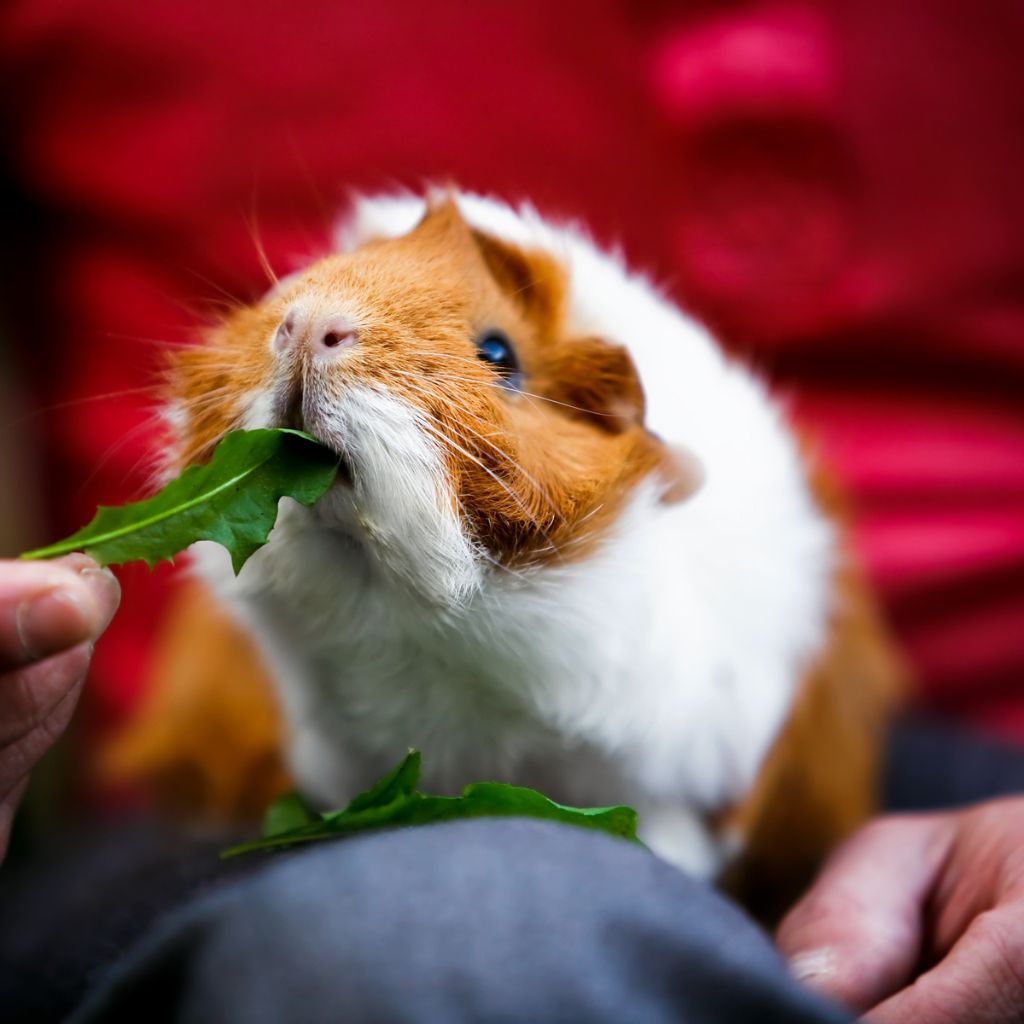 Photo of a person feeding a guinea pig a small green leaf to talk about guinea pig diseases. 
