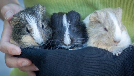 Photo of three guinea pigs in different colors to illustrate a blog that talks about different guinea pig diseases.