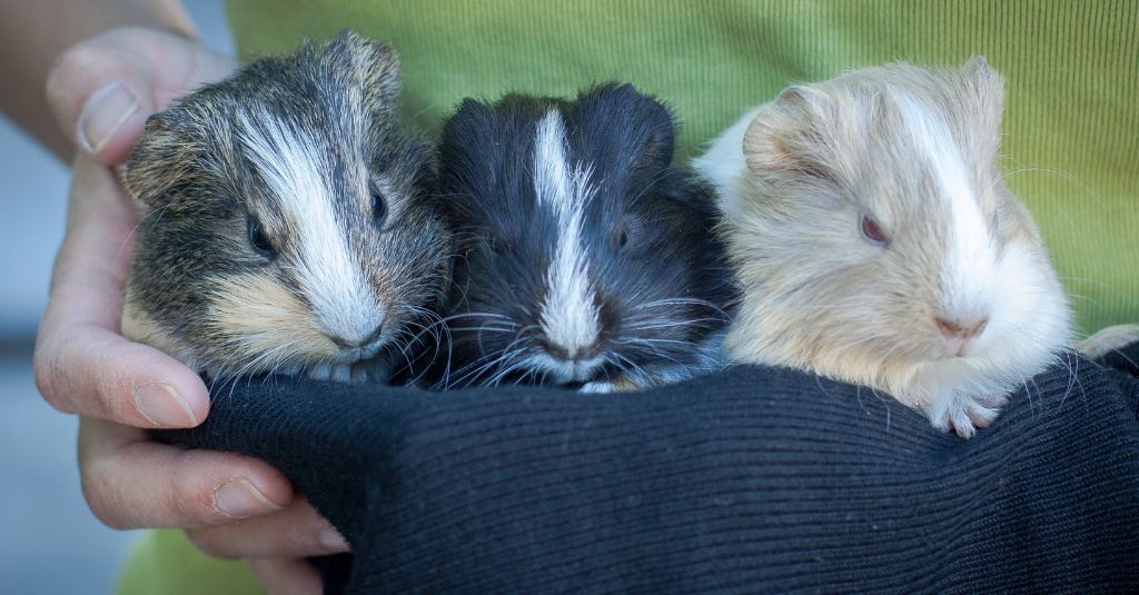 Photo of three guinea pigs in different colors to illustrate a blog that talks about different guinea pig diseases.