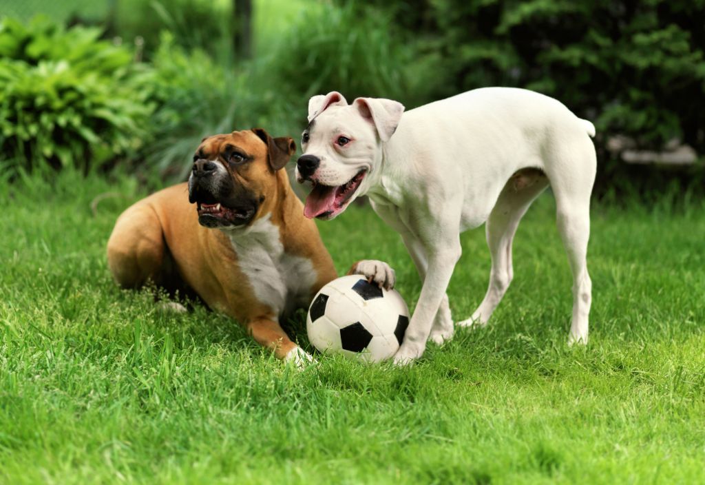 A photo of two medium sized dogs playing with a soccer ball to illustrate ways to help your shy dog socialize. 