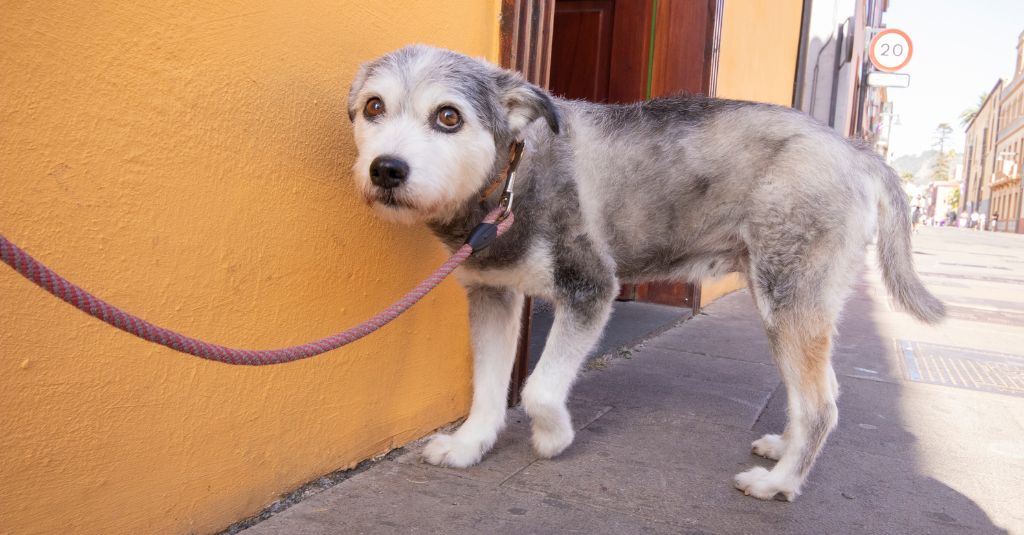 Photo of a dog on a leash looking scared to represent a shy dog.