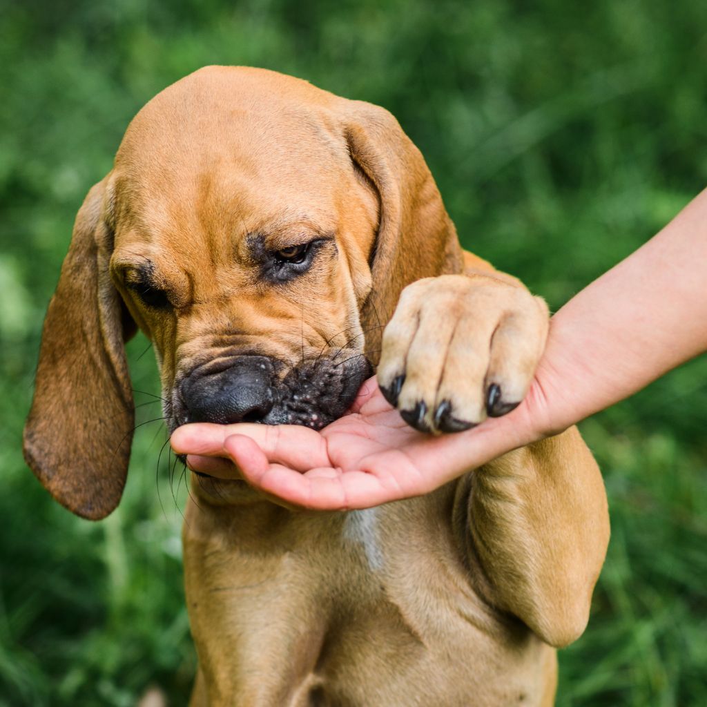 Photo of a young brown dog eating something from a human's hand to represent the importance of kitten and puppy nutrition. 