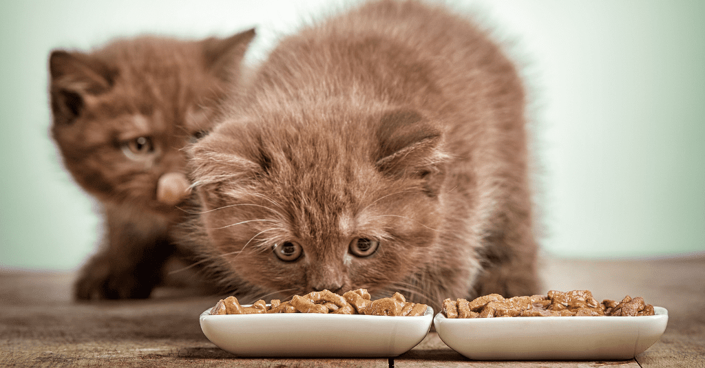 Photo of two young cats eating a small dish of wet food to illustrate the importance of kitten and puppy nutrition.