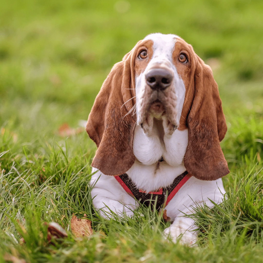 a hound lying on a grassland looking up