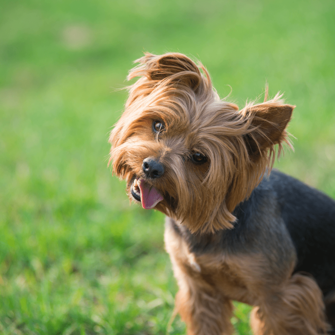 a terrier sticking his tongue out on a grassland