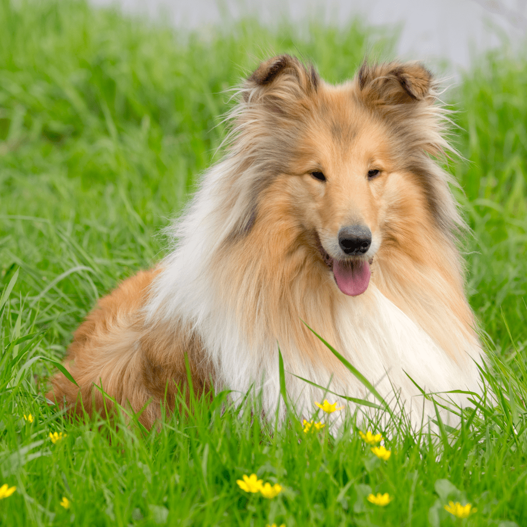 a collie sticking her tongue out on a grassland