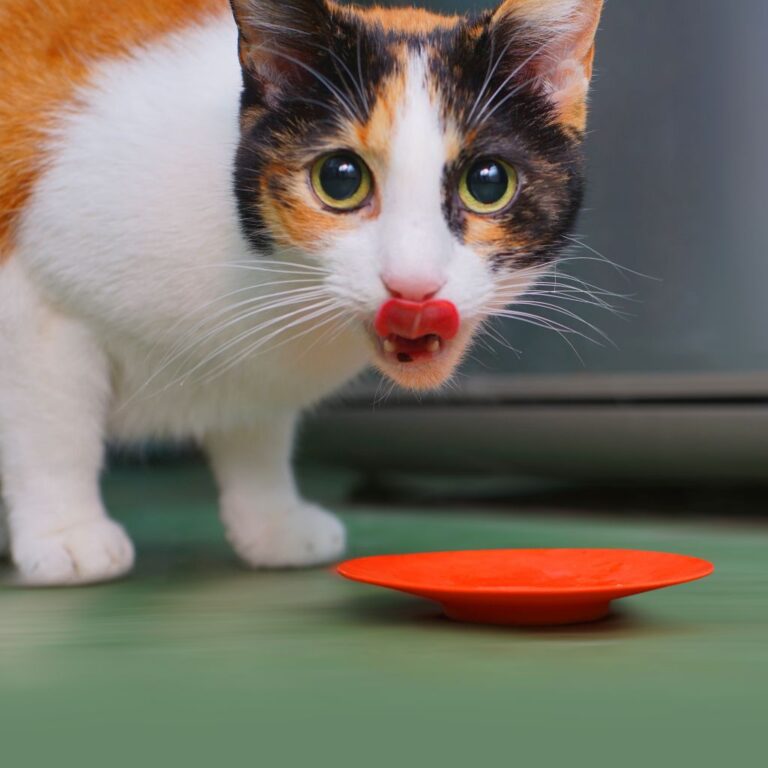 Why is My Cat Vomiting? Different Causes and How to Help