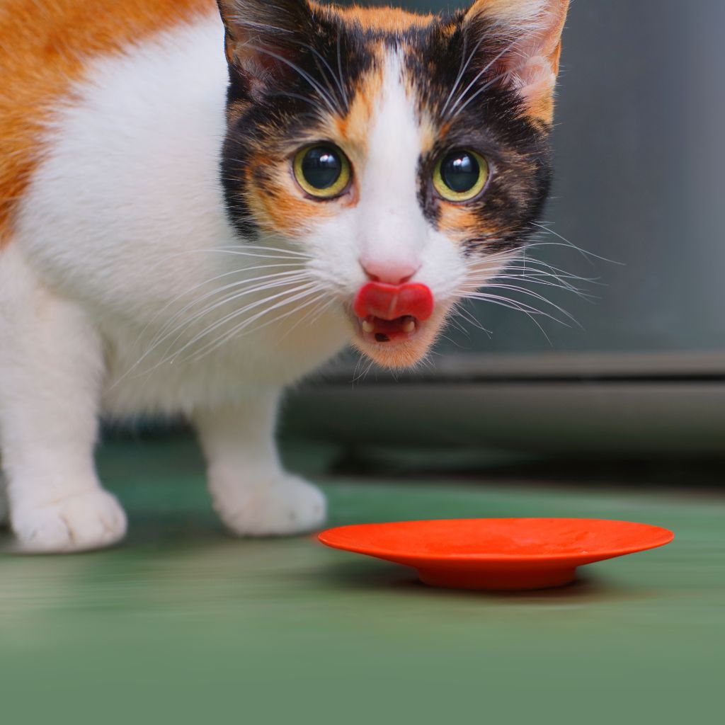Photo of a cat licking their lips after eating a meal, to illustrate a blog about why is my cat vomiting
