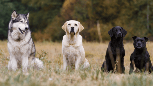 different dog breeds standing side by side_ Identify Dog Breed by Characteristics