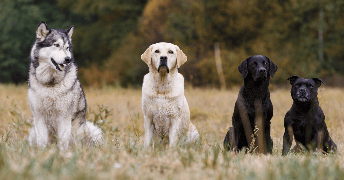 different dog breeds standing side by side_ Identify Dog Breed by Characteristics