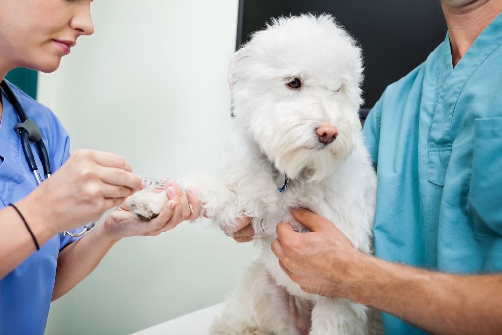 Photo of a white poodle-like dog having their blood drawn for testing heartworm in dogs. 