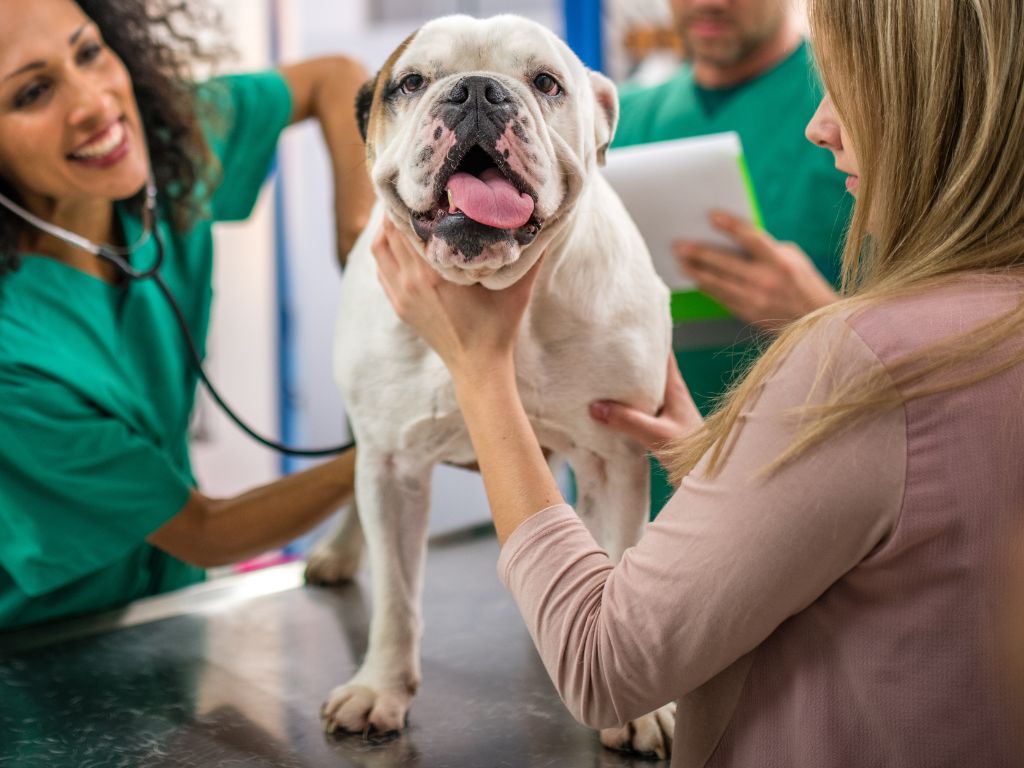 Image of a white dog at the vet to illustrate an article about heartworm in dogs.