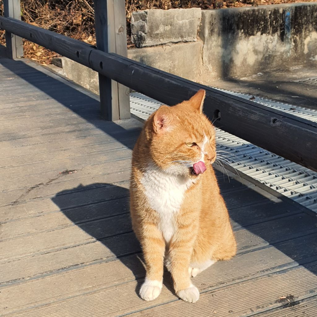 Image of an outdoors ginger cat to illustrate the factors to be considered when deciding how often to deworm dogs and cats.