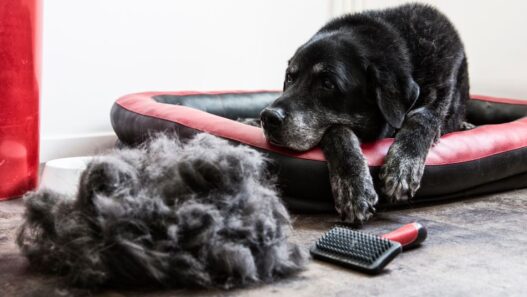 Photo of a black lab looking dog laying down on bed with a mount of hair next to the dog to illustrate a blog about natural supplements to promote hair growth in dogs