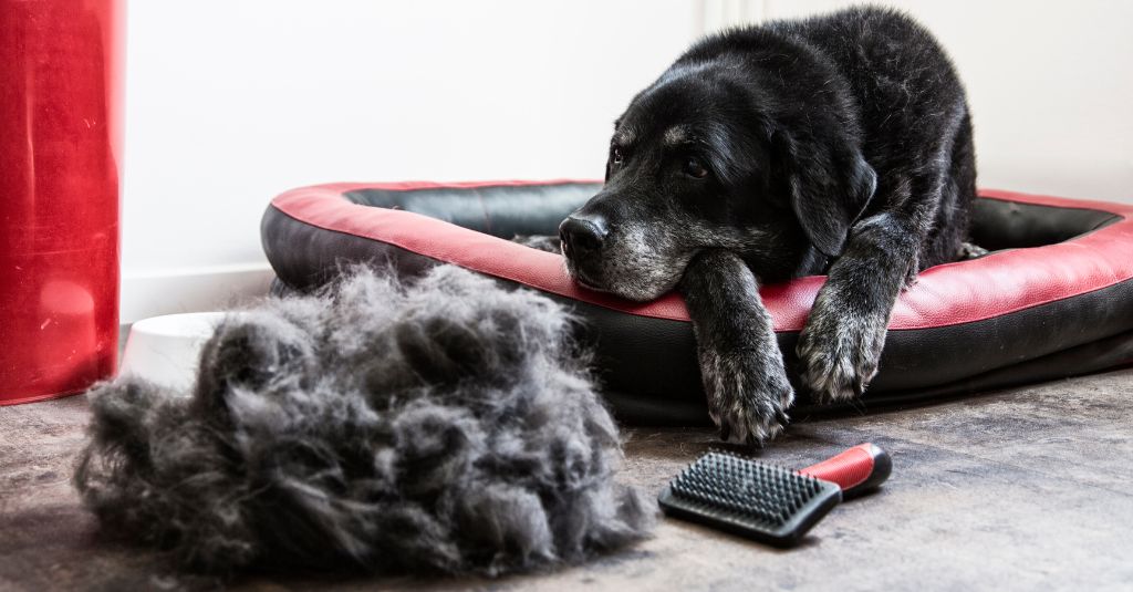 Photo of a black lab looking dog laying down on bed with a mount of hair next to the dog to illustrate a blog about natural supplements to promote hair growth in dogs