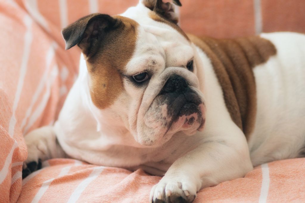 Photo of an overweight dog laying down to talk about dog and cat arthritis 