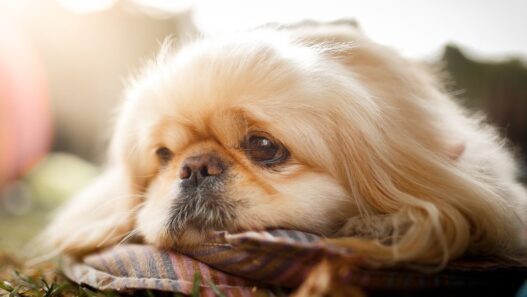 Photo of a small furry dog laying down to illustrate an article about dog and cat arthritis.