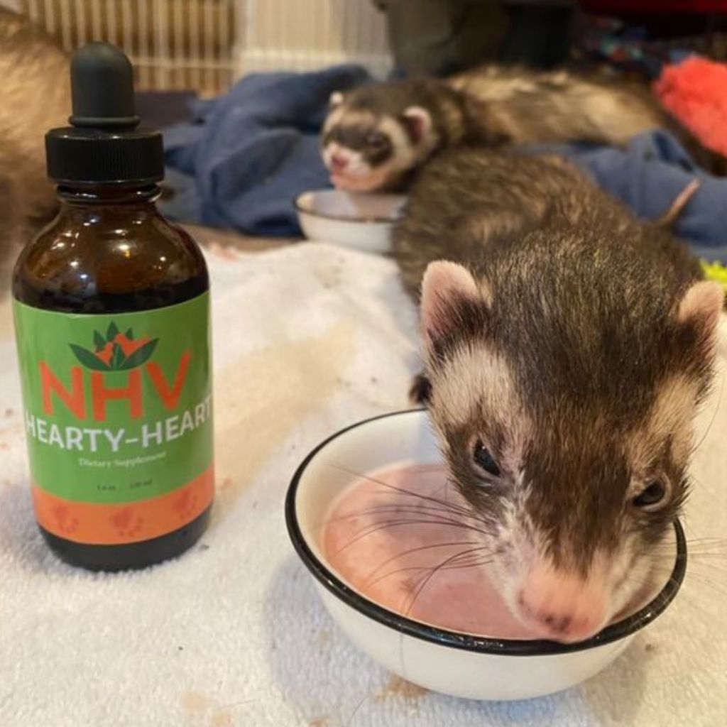 A photo of a ferret eating a small bowl of food with a bottle of Hearty-Heart next to him for ferret heart support.