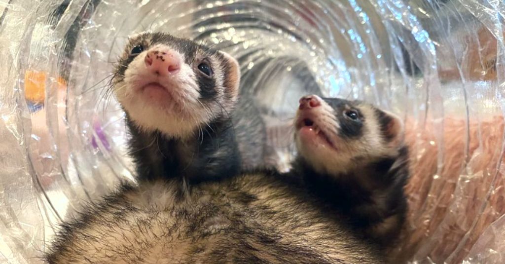 Photo of two male ferrets playing and looking at the camera to illustrate a blog about ferret heart issues.