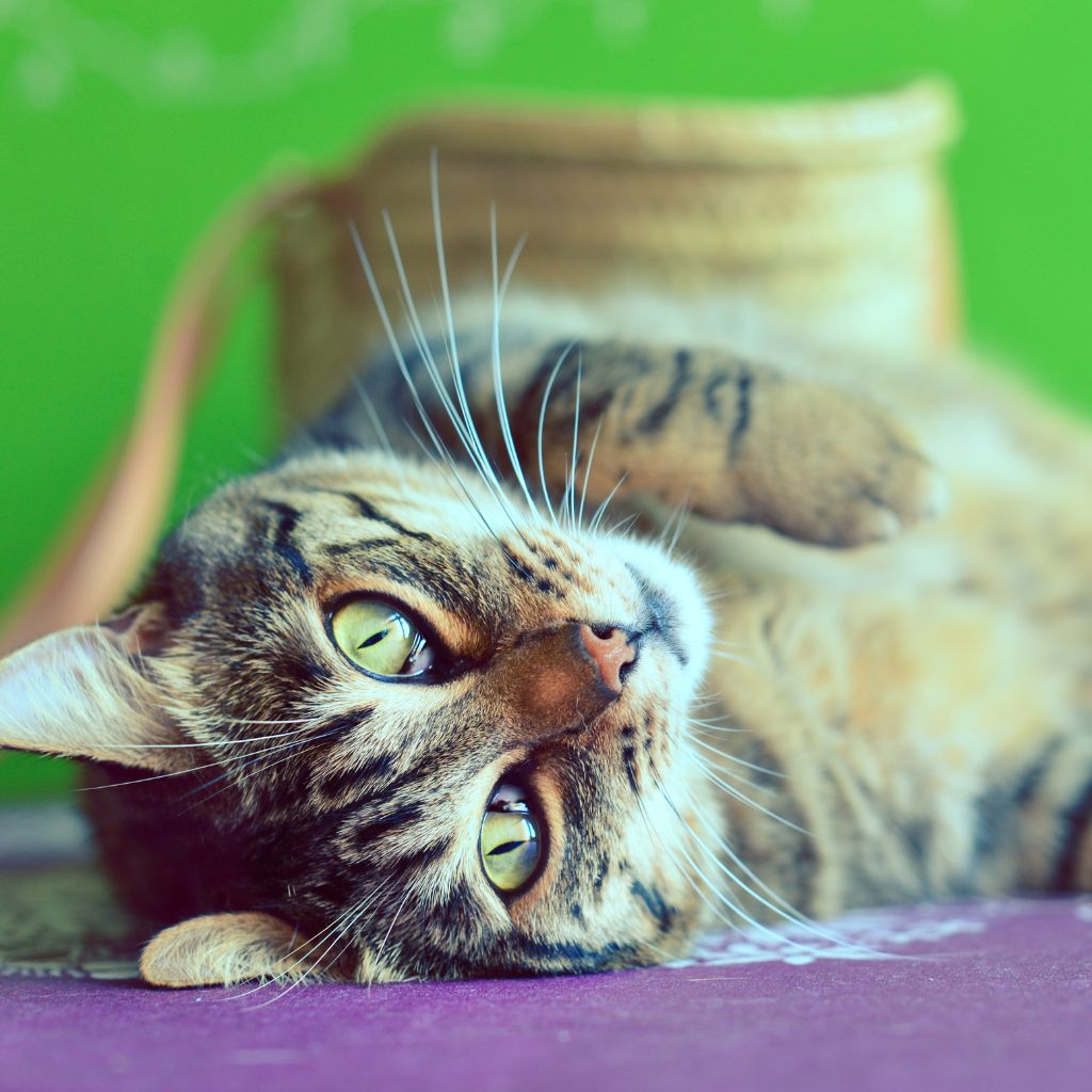 Photo of a tabby cat with green eyes laying down with belly side up and looking straight at the camera to illustrate a blog about natural ways to detox a dog or cat 