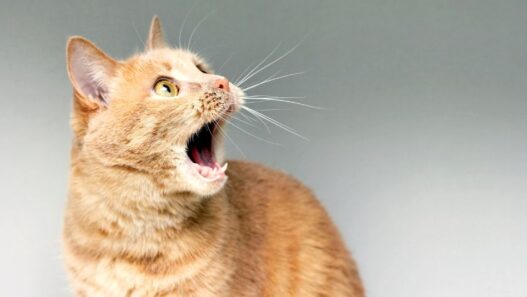 Photo of a orange tabby cat with its mouth open to illustrate a blog about cats meow and other sounds