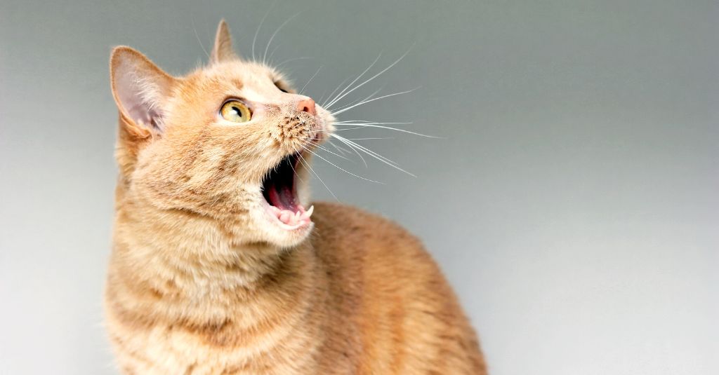 Photo of a orange tabby cat with its mouth open to illustrate a blog about cats meow and other sounds