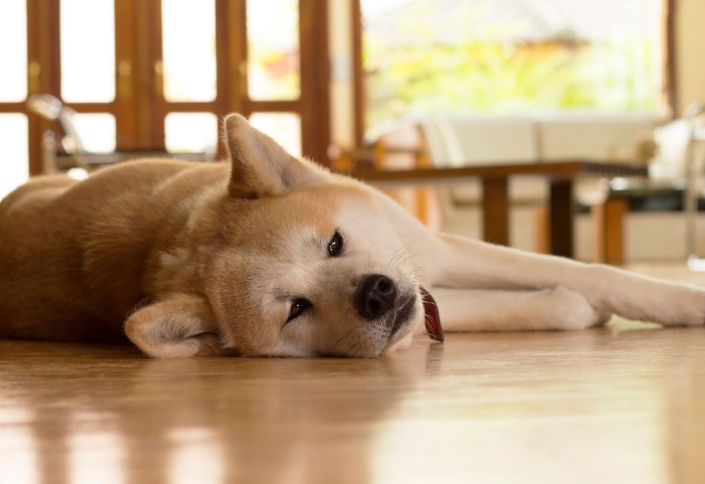 Photo of a dog laying down on the floor to represent joint issues that can be addressed with herbs and collagen for dogs. 
