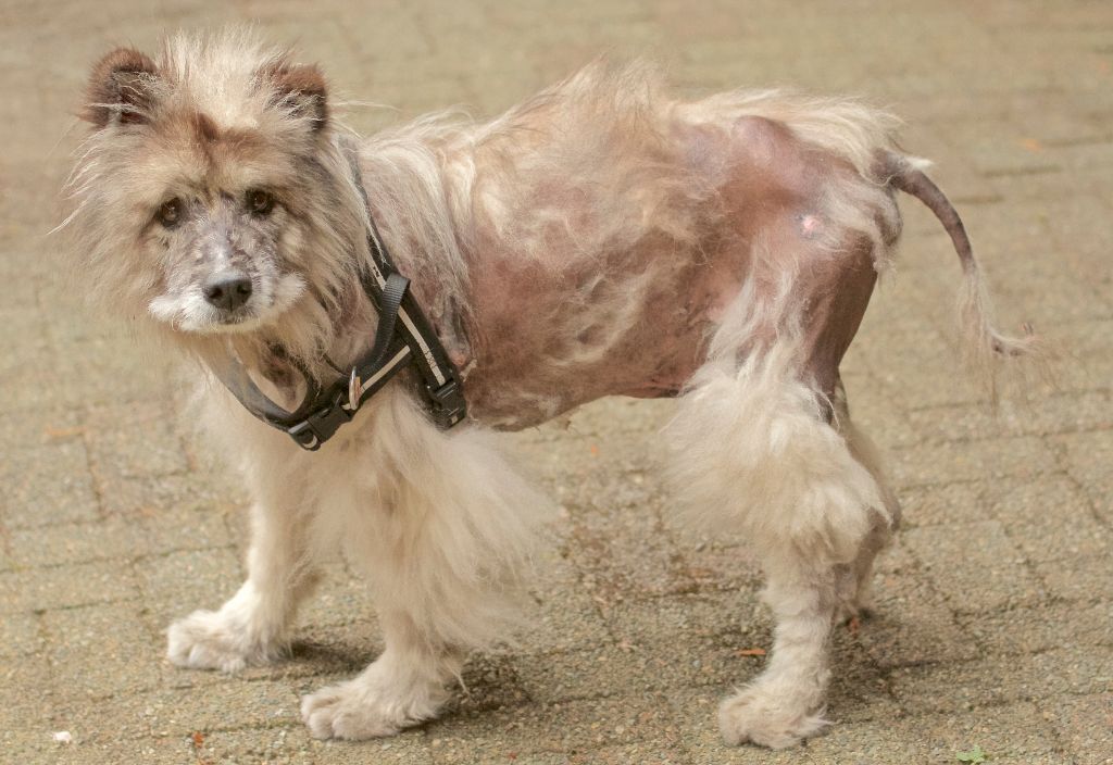 Image of a dog with a serious case of hair loss and big bald spots to illustrate a blog about natural supplements to promote hair growth in dogs