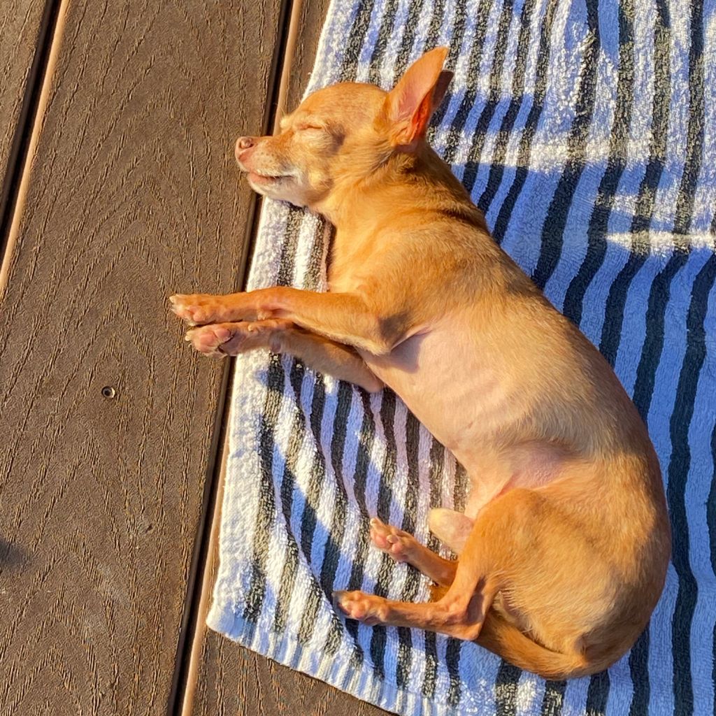 Photo of a Chihuahua dog sunbathing to illustrate a blog that answers the question Do Dogs Need Sunscreen ?
