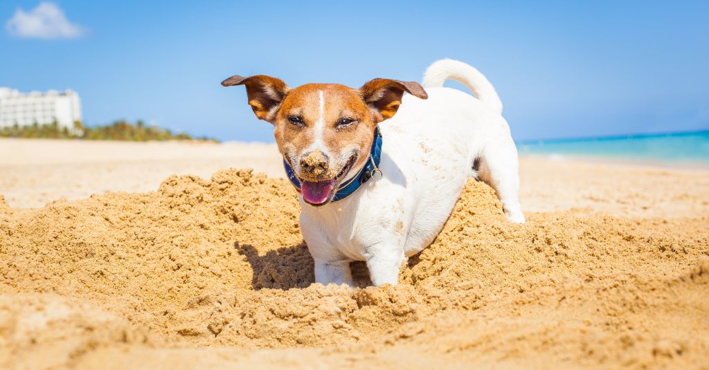 Photo of a jack russell terrier dog playing in the sand on a sunny day to illustrate a blog that answers the question: Do Dogs Need Sunscreen ?