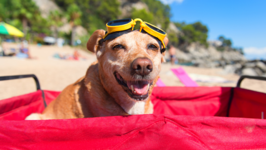 Photo of a yellow lab dog on the beach squinting the eyes because of the sun to illustrate how dogs see the world.