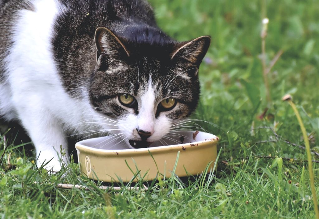 Photo of a cat eating some food while looking at the camera to illustrate the importance of a balanced diet for a cat pupils and eye health.